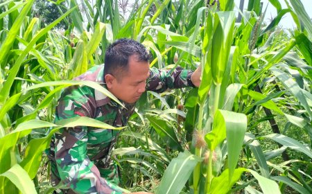 Peduli Warga Binaan, Babinsa Kodim 0712 Tegal Cek Pertumbuhan Tanaman Jagung