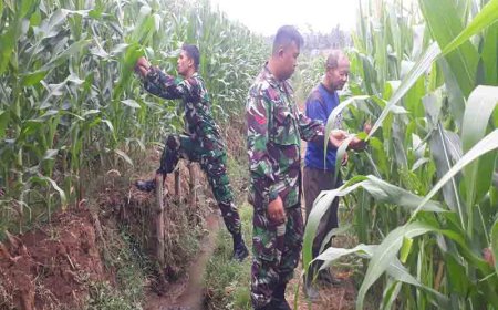 Babinsa yang melakukan monitoring tanaman jagung di lahan Demplot Kodim 0704 Banjarnegara   