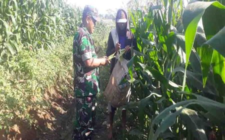 Peningkatan Ketahanan Pangan Melalui Kegiatan Pendampingan Petani Jagung