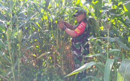 Umur 68 Hari Tanaman Jagung  Kodim 0712 Tegal, Anggota Kodim Tegal Cek Perkembangan Tanaman Jagung