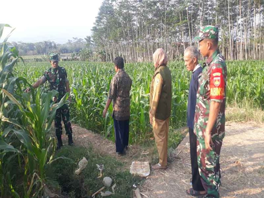 Kasdim 0704 Banjarnegara dan Pasiter Kapten Inf Sugiyono Tinjau Tanaman Jagung