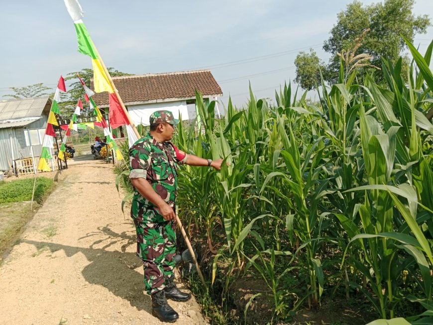 Jaga Ketahanan Pangan Babinsa Kodim 0712 Tegal Pantau Perkembangan Tanaman Jagung