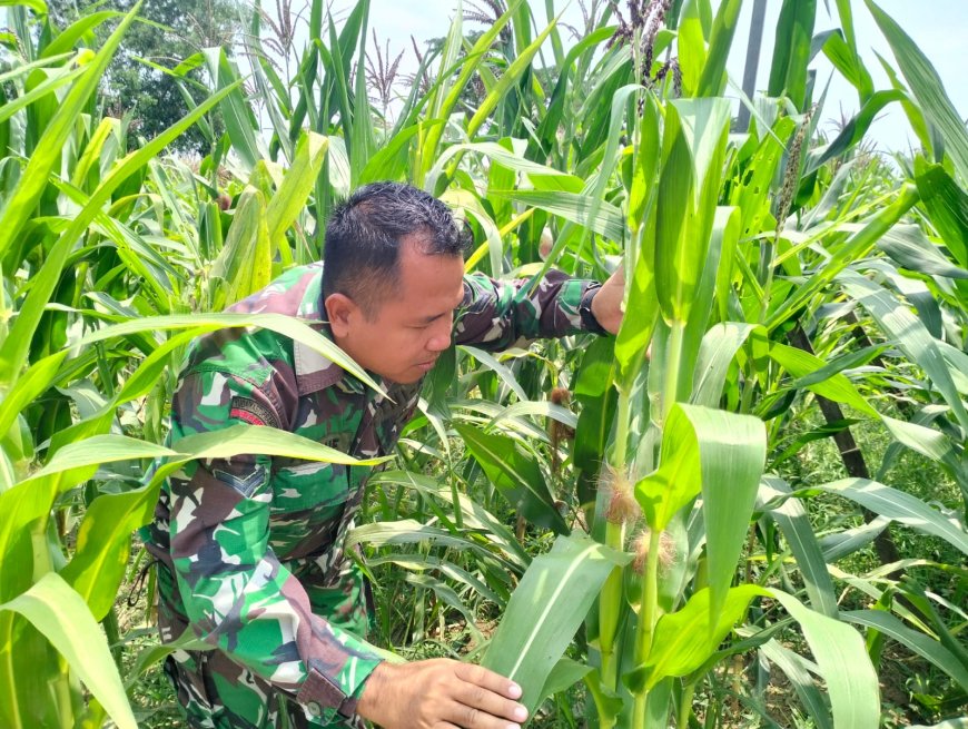 Peduli Warga Binaan, Babinsa Kodim 0712 Tegal Cek Pertumbuhan Tanaman Jagung