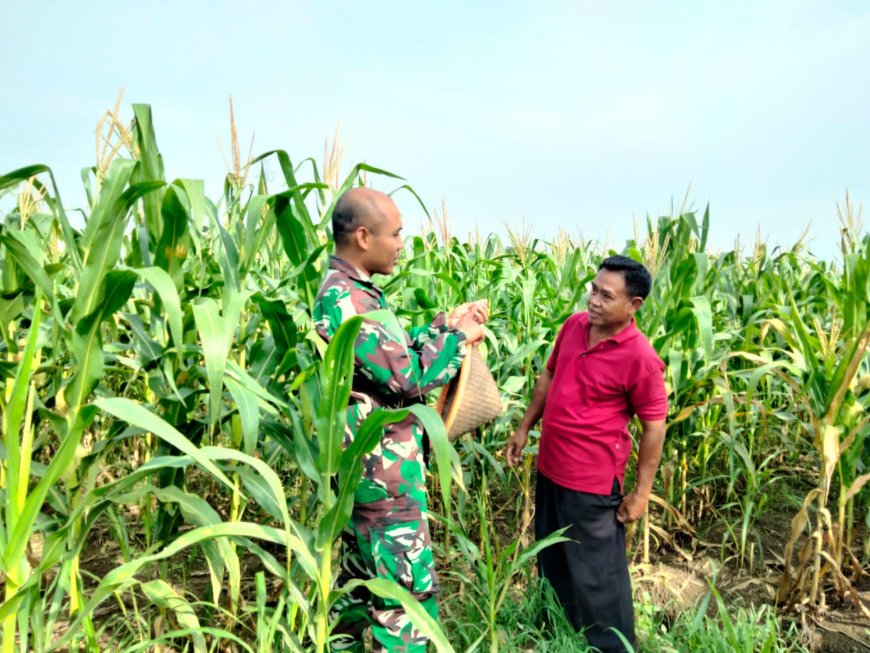 Pemantauan Tanaman Jagung Rutin Dilakukan Babinsa Ramil Kedungbanteng Kodim 0712 Tegal.