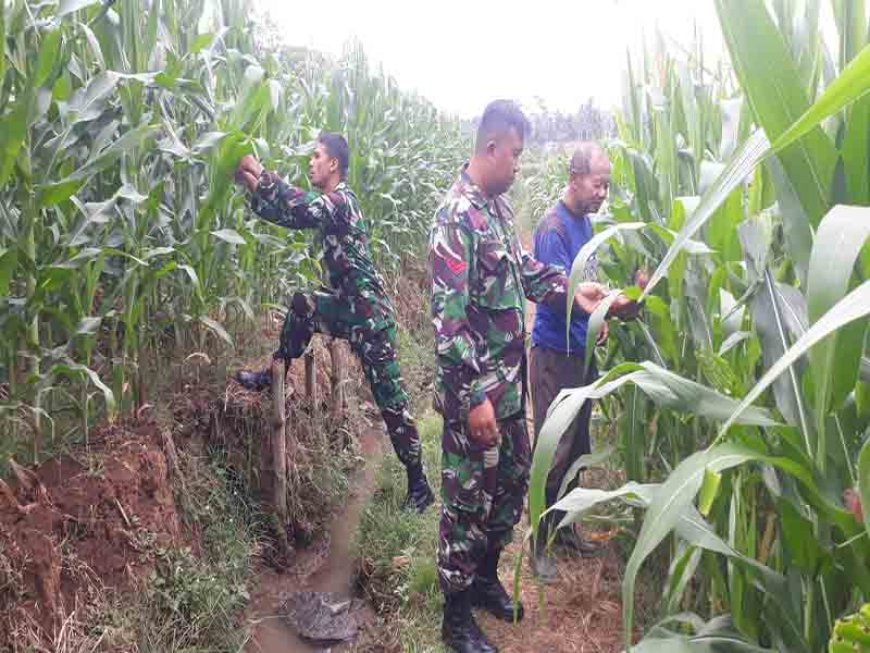 Babinsa yang melakukan monitoring tanaman jagung di lahan Demplot Kodim 0704 Banjarnegara   