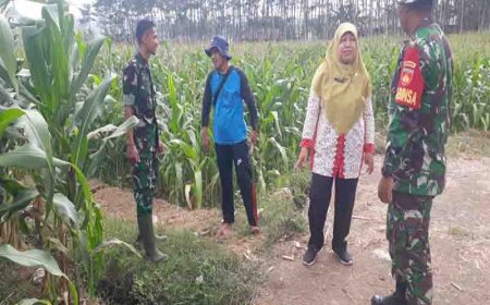 Babinsa Serka Zeni Eka Priyanto Mendukung Peningkatan Produksi Jagung di Desa Binorong