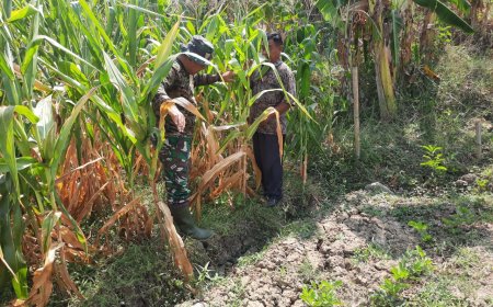 Pantau Tanaman Jagung, Babinsa Ramil Kedungbanteng Kodim 0712 Tegal Cek Tanaman Jagung.