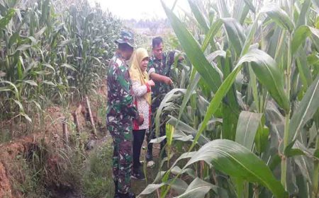 Kodim 0704 Banjarnegara Maksimalkan Produktivitas Jagung Melalui Pemantauan