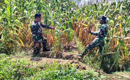 Batiwanwil Kodim 0712 Tegal Pantau Tanaman Jagung