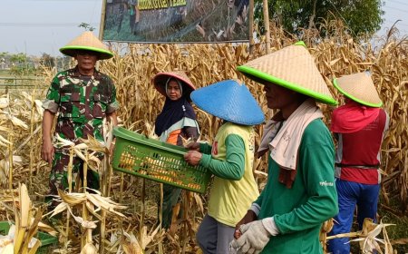 Kodim Tegal Berhasil Panen Raya Jagung Pada Masa Tanam Ke 4