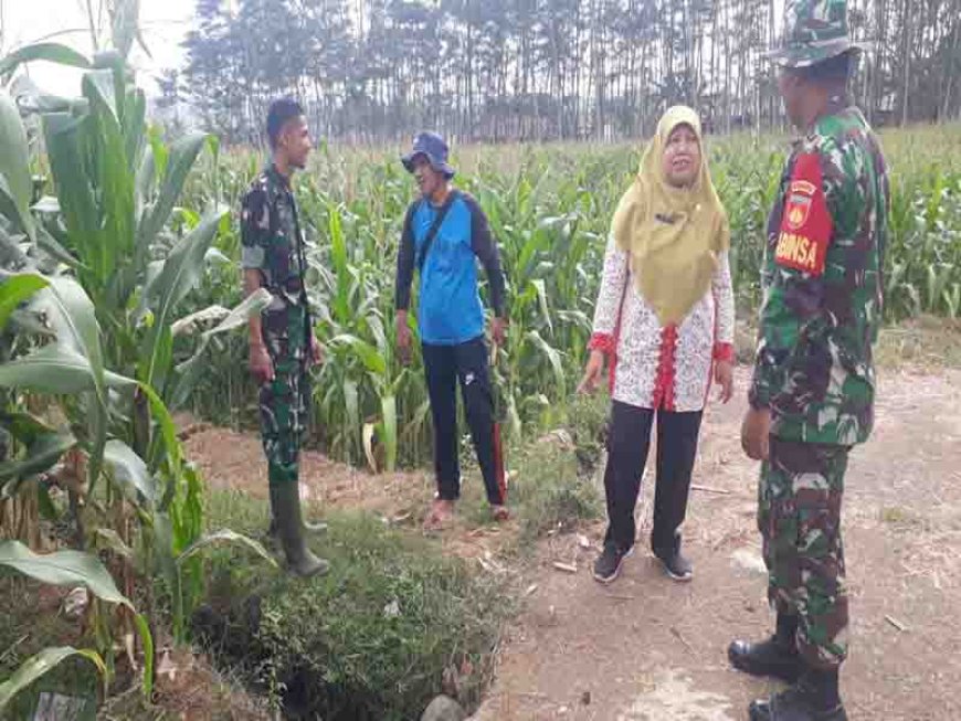 Babinsa Serka Zeni Eka Priyanto Mendukung Peningkatan Produksi Jagung di Desa Binorong