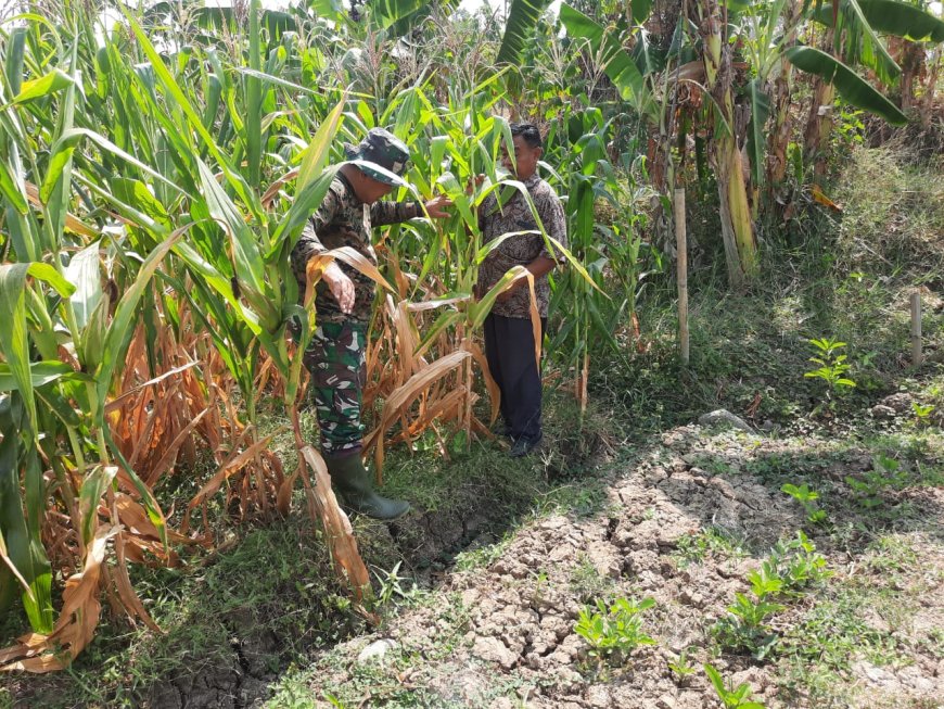 Pantau Tanaman Jagung, Babinsa Ramil Kedungbanteng Kodim 0712 Tegal Cek Tanaman Jagung.