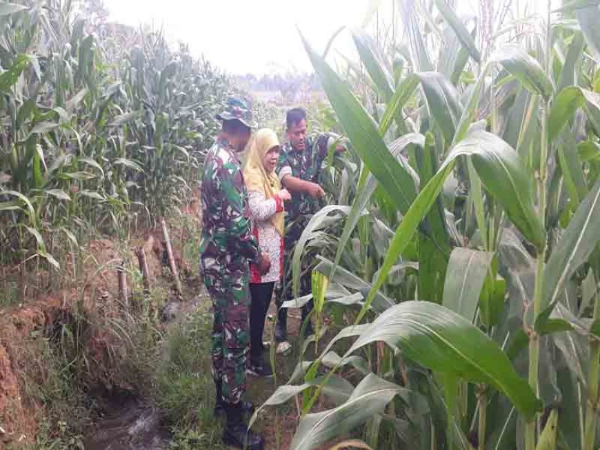 Kodim 0704 Banjarnegara Maksimalkan Produktivitas Jagung Melalui Pemantauan