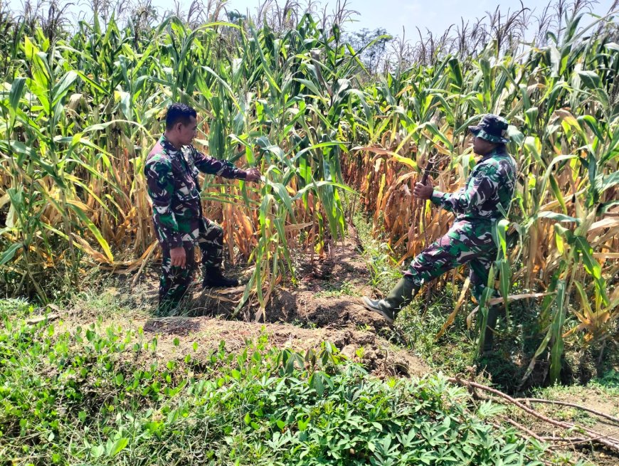 Batiwanwil Kodim 0712 Tegal Pantau Tanaman Jagung