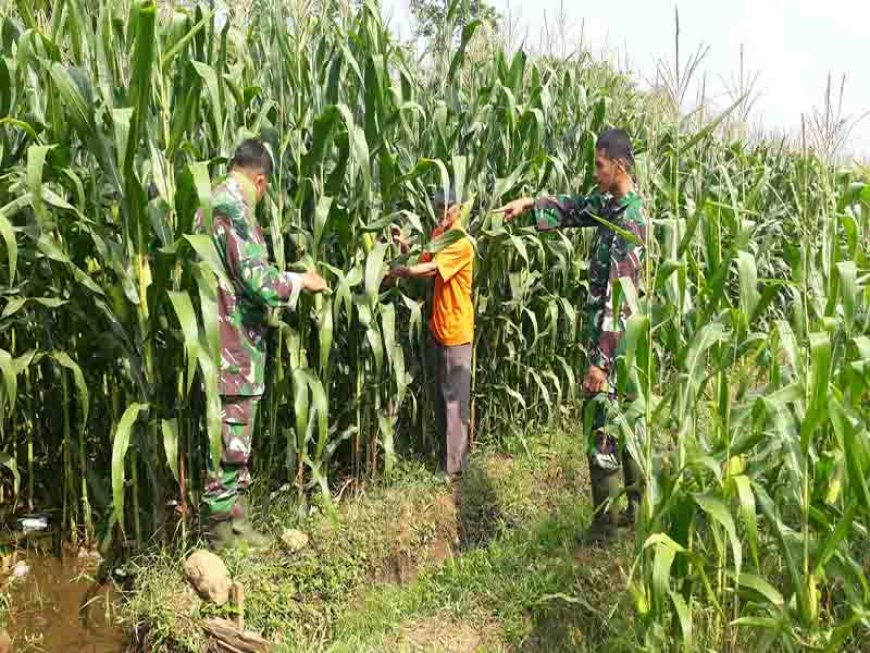 Pemantauan Tanaman Jagung Babinsa Binorong Waspada terhadap Ancaman Hama