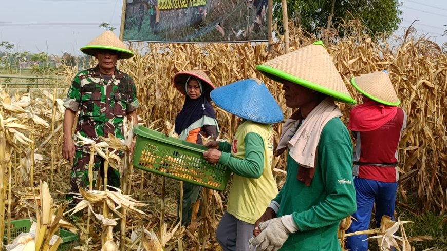 Kodim Tegal Berhasil Panen Raya Jagung Pada Masa Tanam Ke 4