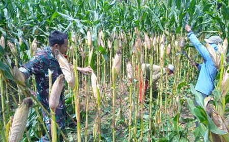 Pemangkasan Daun untuk Hasil Panen Jagung yang Lebih Baik Babinsa Beraksi