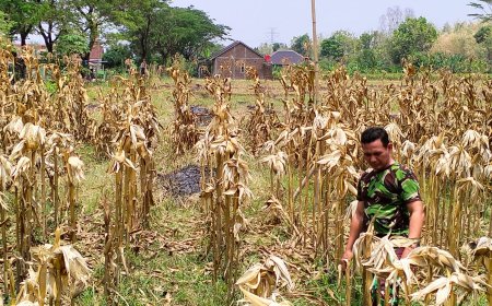 Dukung Ketahanan Pangan, Anggota Kodim 0712 Tegal Cek Lahan untuk Tanam Jagung