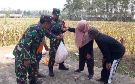 Pelajaran dari Ubinan Jagung Bisi 18 di Lahan Demplot Banjarnegara