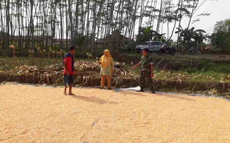 Dukungan TNI untuk Ketahanan Pangan Suksesnya Penjemuran Jagung di Banjarnegara