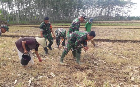 Optimalkan Lahan Demplot Kodim 0704 Banjarnegara Galakkan Tanam Jagung Bisi 18
