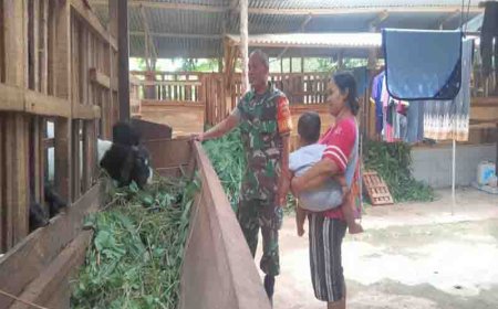 Babinsa Sertu Waryono Sambangi Peternak Kambing Meningkatkan Kesejahteraan dan Ketahanan Pangan