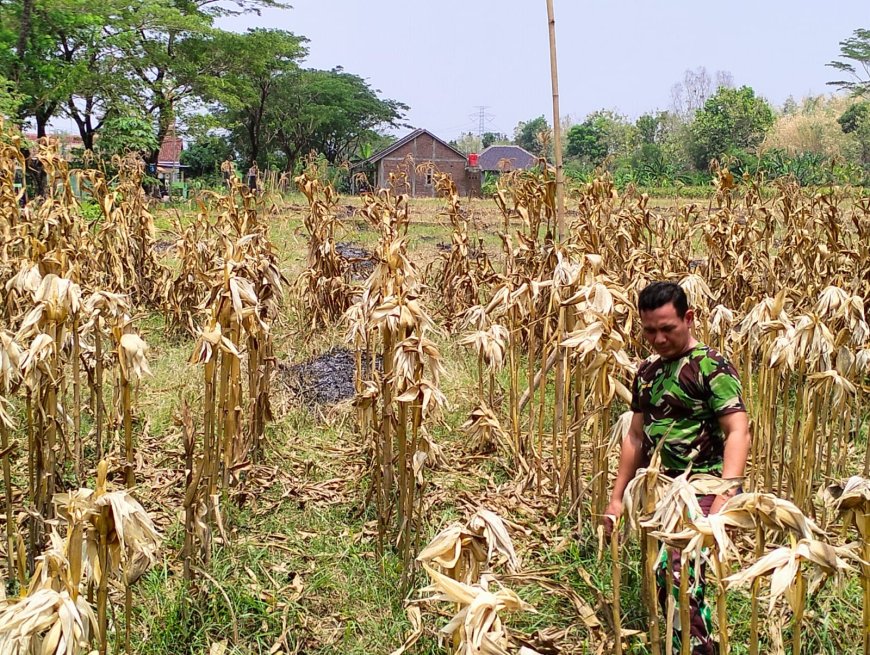 Dukung Ketahanan Pangan, Anggota Kodim 0712 Tegal Cek Lahan untuk Tanam Jagung