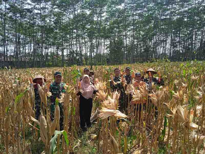 Panduan Sukses dalam Budidaya Tanaman Pangan
