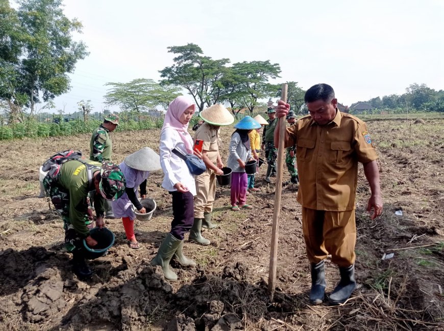 Dukung Ketahanan Pangan Nasional, Kodim Tegal Tanam Jagung Di Lahan Seluas 1,5 Ha