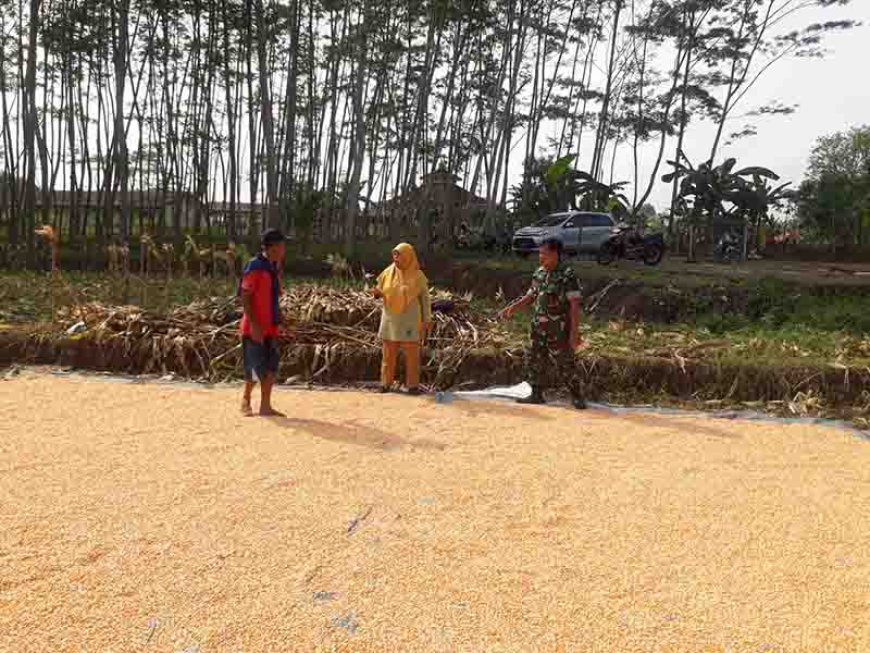 Dukungan TNI untuk Ketahanan Pangan Suksesnya Penjemuran Jagung di Banjarnegara