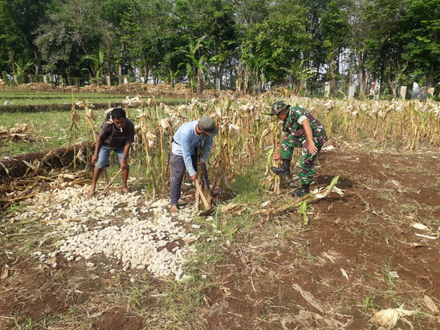Membahas Land Clearing hingga Penggemburan Tanah Rahasia Sukses Penanaman Jagung