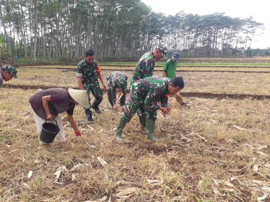 Optimalkan Lahan Demplot Kodim 0704 Banjarnegara Galakkan Tanam Jagung Bisi 18