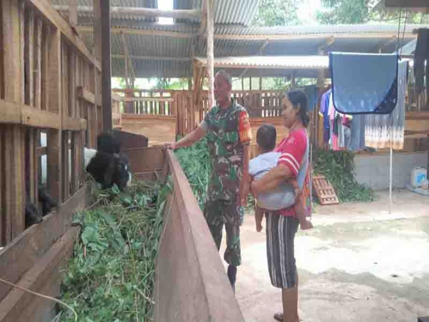 Babinsa Sertu Waryono Sambangi Peternak Kambing Meningkatkan Kesejahteraan dan Ketahanan Pangan