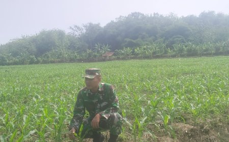 Serma Doni Pantau Tanaman Jagung Umur 23 Hari