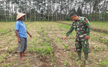 Babinsa Koramil 10 Bawang Respon Positif Terhadap Petani Jagung Binorong