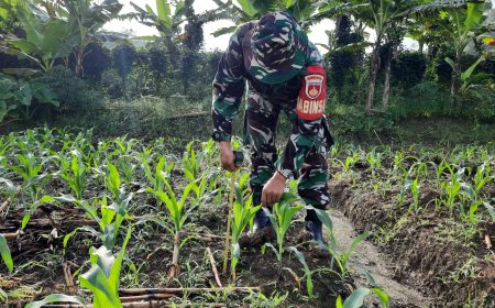 Babinsa Kedungbanteng Pantau Tanaman Jagung Di Lahan Demplot Kodim Tegal