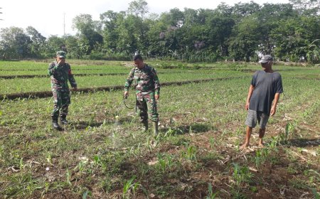 Strategi Penting dalam Pertanian Pengendalian Hama dan Penyakit pada Tanaman Jagung