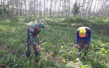 Babinsa Monitoring Tanaman Jagung Di Lahan Demplot Kodim 0704 Banjarnegara