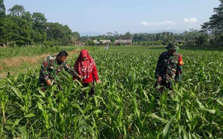 Perkembangan Tanaman Jagung di Desa Binorong Diperhatikan Secara Intensif