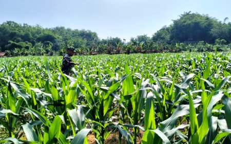 Umur 43 Hari, Tanaman Jagung Di Lahan Ketahanan Pangan Kodim Tegal Tumbuh Subur