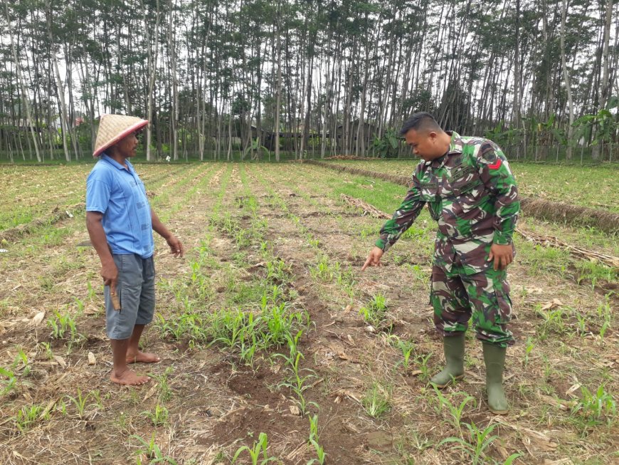 Babinsa Koramil 10 Bawang Respon Positif Terhadap Petani Jagung Binorong