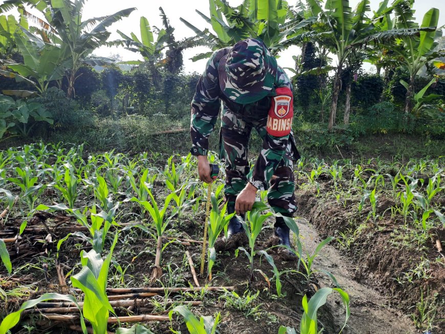 Babinsa Kedungbanteng Pantau Tanaman Jagung Di Lahan Demplot Kodim Tegal