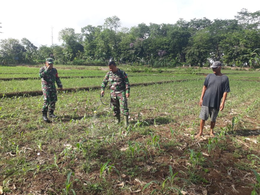 Strategi Penting dalam Pertanian Pengendalian Hama dan Penyakit pada Tanaman Jagung