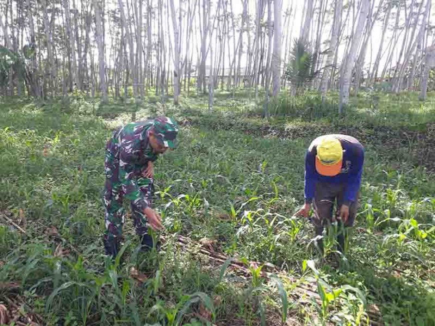Babinsa Monitoring Tanaman Jagung Di Lahan Demplot Kodim 0704 Banjarnegara