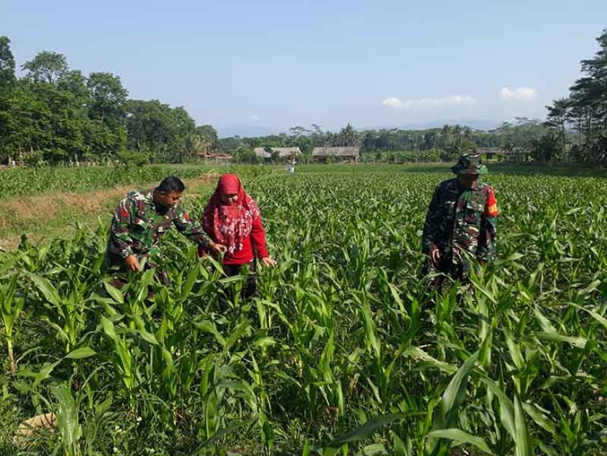 Perkembangan Tanaman Jagung di Desa Binorong Diperhatikan Secara Intensif