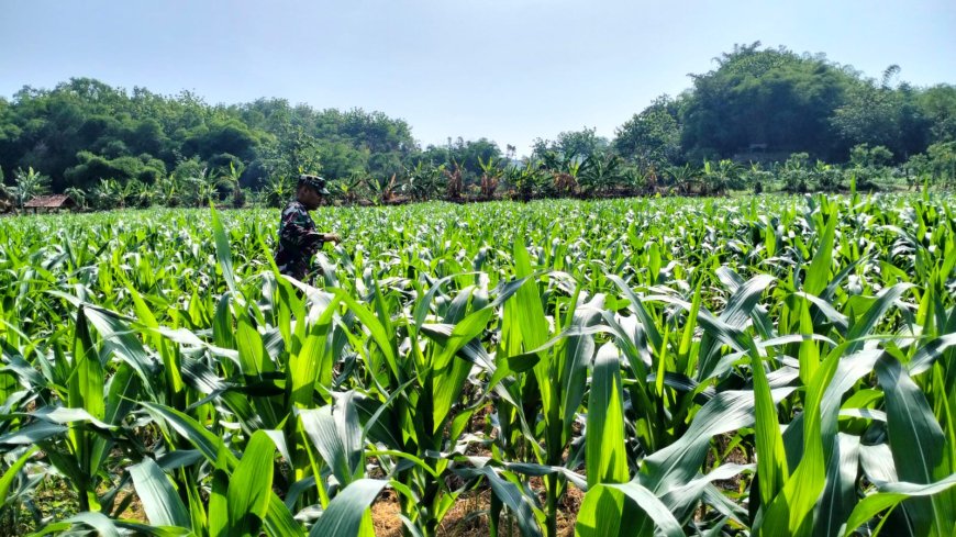 Umur 43 Hari, Tanaman Jagung Di Lahan Ketahanan Pangan Kodim Tegal Tumbuh Subur