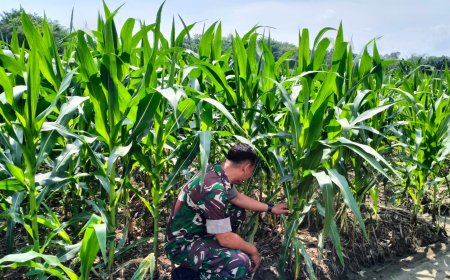 Pemeliharaan Tanaman Jagung Di Demplot Kodim 0712 Tegal