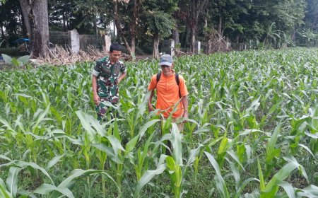 Pentingnya Pendampingan Babinsa dalam Pertanian Jagung