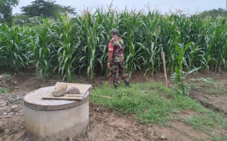 Personil Kodim Tegal Pantau Perkembangan Tanaman Jagung
