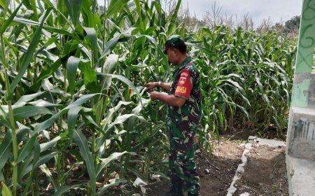 Babinsa Serma Purisno Pantau Pertumbuhan Tanaman Jagung